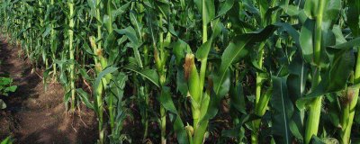 廊平甜糯1号玉米种子介绍,中抗矮花叶病