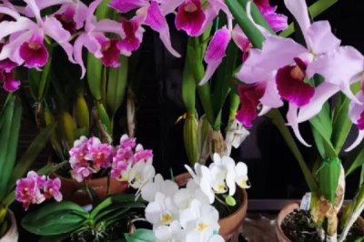 如何半水培养殖卡特兰，水分要完全干透才能浇水