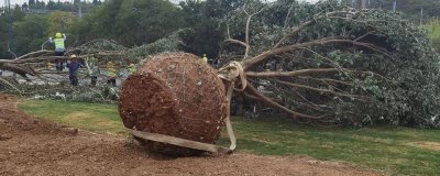 冬至以后能移树吗，冬至后可以移栽树木