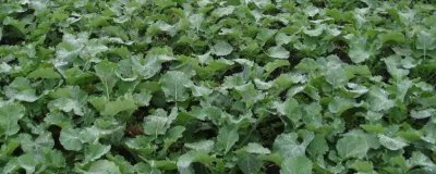 立秋后种植什么农作物，可种植油菜、红菜苔、萝卜等