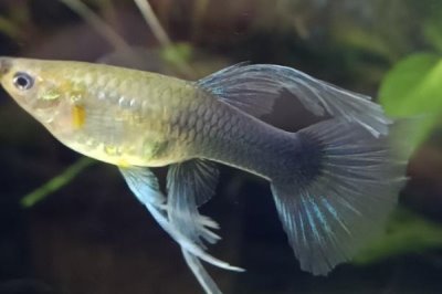 礼服孔雀鱼好不好养,观赏性较高且容易养活