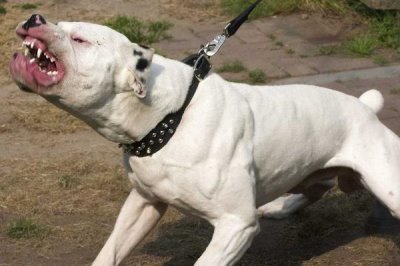 斗狗的品种，比特犬和杜高犬都是