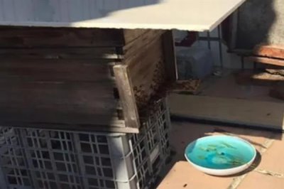 中华蜜蜂怎么养殖,温度较高时要在蜂箱四周洒水降温