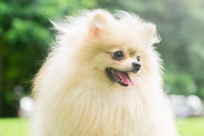 狗脑炎有什么症状，初期会表现出极度兴奋