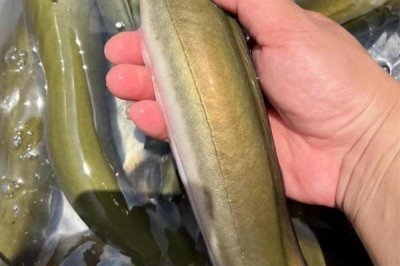 鳗鱼买回来可以存活多长时间,养护得当时寿命能达到几十年