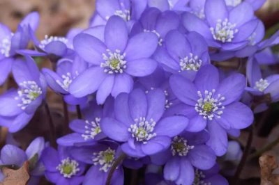 白色花卉品种，包括水仙花、栀子花、茉莉花等种类