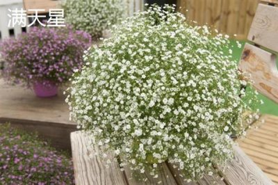 和女生第一次见面适合送什么花，可选择郁金香、百合花等
