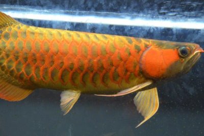 龙鱼的饲养温度,温度控制在26-32℃之间为佳