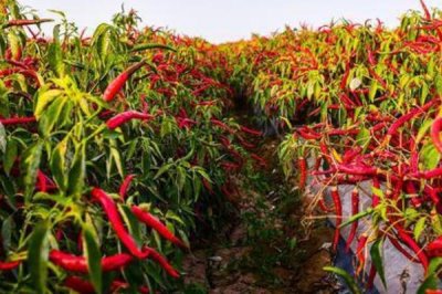 秋冬茬辣椒低产的原因,可能是根系发育不良、肥水不足以及光照不良等