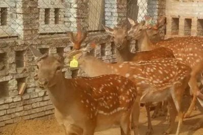 梅花鹿的养殖要求,对场地、水源、社会条件均有要求