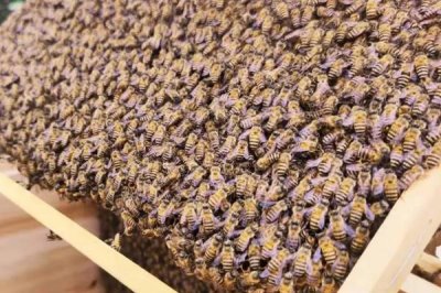 怎样刺激中蜂快速造脾,从温度、饲喂等方面着手