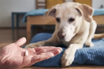 狗狗食欲不振的原因，可能是生病了