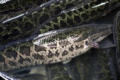 黑鱼会不会咬人,通常情况下不会咬人