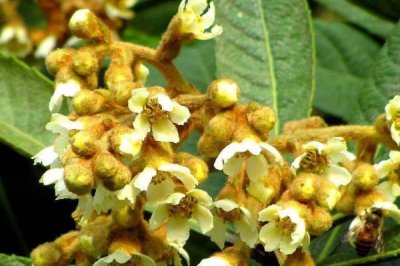 枇杷花期管理技术，在十月份就要做好施肥工作