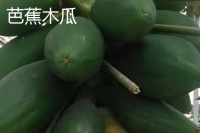 四川仪陇县的特产,胭脂萝卜全国有名