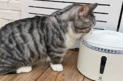 如何去除猫尿骚味，可以选择更加吸味的猫砂