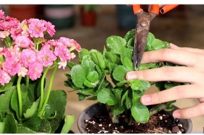 蔷薇花的冬季养殖方法，冬季要给它培土施肥一次