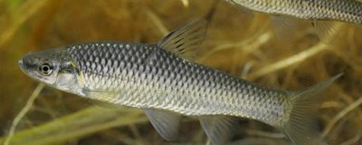 麦穗鱼简介,是常见的小型淡水鱼