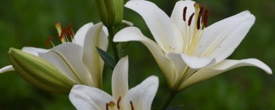 百合花的寓意，寓意百年好合、伟大的爱等