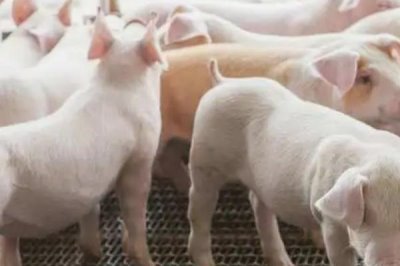 怎么判断猪得了猪瘟,一般体温会升高且精神不振