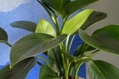 金钻叶子下垂的防治措施，控制好温度、湿度和浇水量等