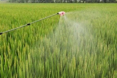 水稻对肥料的需求特点,需控施氮肥、重视施用磷钾肥