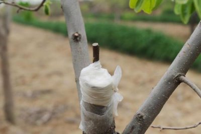 柿树的嫁接成活率怎么提高,需选择健壮、直径适宜的树枝作为砧木