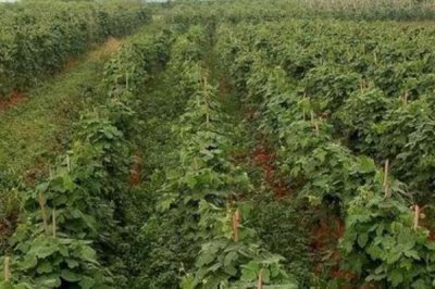 菜用葛根的种植前景,目前来看前景较广阔