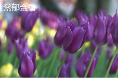 紫色花卉的花语，不同花卉的花语不同