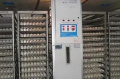 机器孵化鹅苗需要多少天,一般需要经过一个月左右