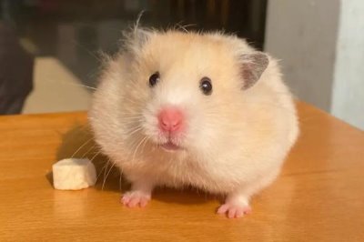 仓鼠可以放生吗,不建议将仓鼠放生