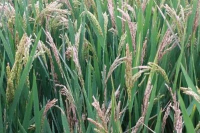 清香优1538水稻品种的特性,每亩有效穗数14.9万穗