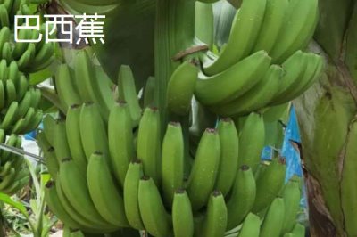 香蕉的产地,原产地是东南亚