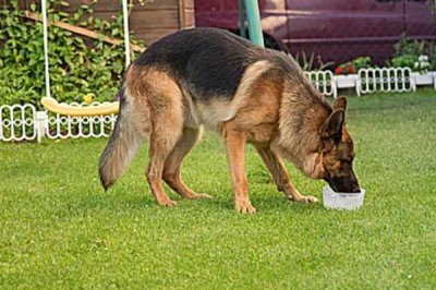 德国牧羊犬吃什么，可以喂干狗粮、灌装食品等