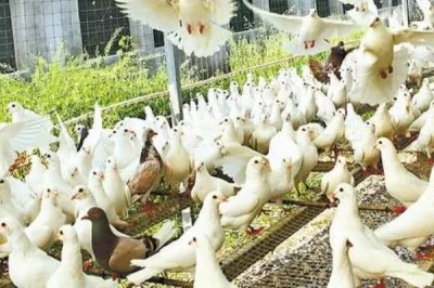 温室大棚养殖鸽子的优点,易于建设且光照充足