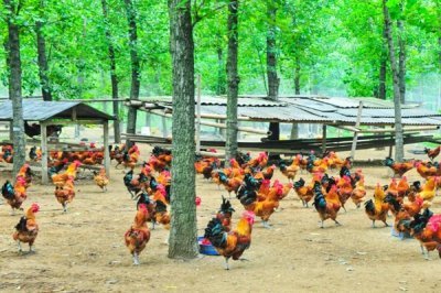 散养鸡如何养殖，养鸡时要选择合适的鸡苗