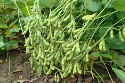 早春毛豆为何结荚少以及防治方法,温差过大会影响花芽分化和结荚