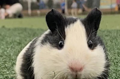 豚鼠吃什么,可喂食杂草和蔬菜