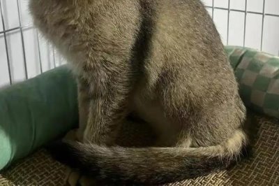 猫打喷嚏怎么办，根据病因对症治疗