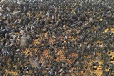 意蜂除螨用什么药,可用触杀剂、熏烟剂和熏蒸剂