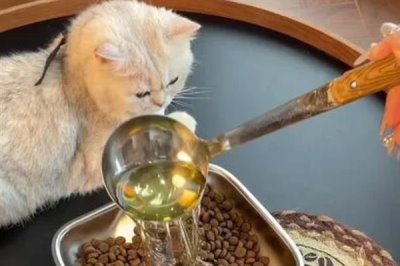 给猫咪饲喂鱼油的好处,可以有效改善猫咪的免疫系统