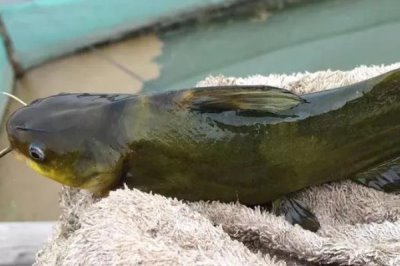 昂刺鱼是什么鱼,是我国常见的淡水鱼类