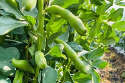 蚕豆春季倒伏防治方法,需合理密植、适时打顶等