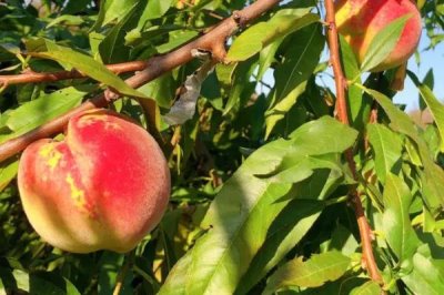 东丰冬桃的产地,分布于安徽、云南、贵州、四川等地