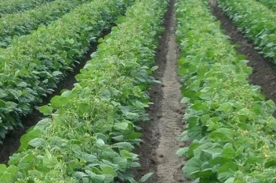 绿豆夏季直播技术，优良的品种是关键