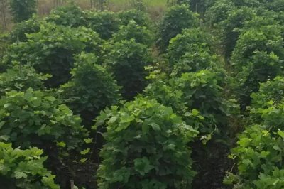 葛根的收获时间,通常为12月份至翌年2月份