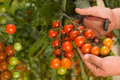 选择番茄品种的原则,抗病丰产的品种更合适