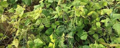 绿豆夏季直播技术，优良的品种是关键