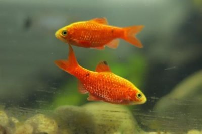 5厘米的金鱼怎么养长得快，要给它们准备一个舒适的生活环境