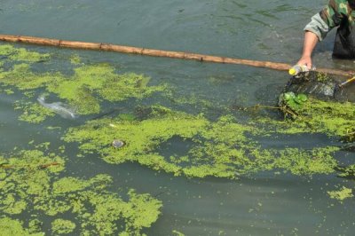 虾塘水质发黑怎么办,需先找准原因